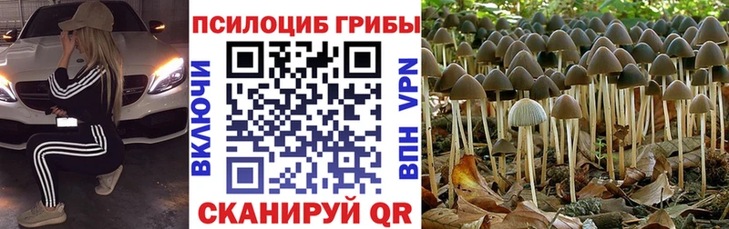 Галлюциногенные грибы мицелий  Купить где  Кондрово 