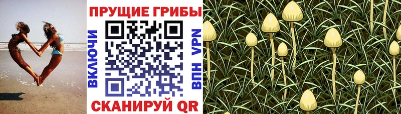 Псилоцибиновые грибы мухоморы Кондрово
